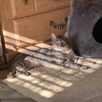 Domestic Short Hair Cats Available for Adoption in Roanoke, Virginia - Kevin | PetCurious