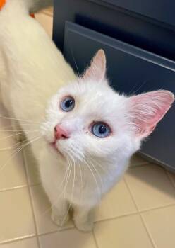 Lilly -  Domestic Short Hair Cat for Adoption in Reston, Virginia - Lilly | PetCurious