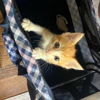 Ajax -  Domestic Short Hair Cat Available for Adoption in Westminster, California - Ajax | PetCurious