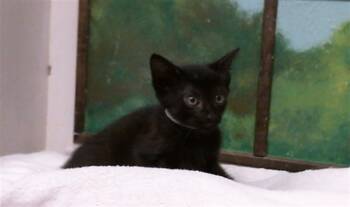 KENZO -  Domestic Short Hair Cat for Adoption in Houston, Texas - KENZO | PetCurious