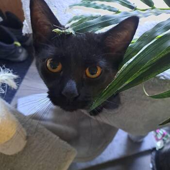 Francis 1 yr -  Bombay Cat for Adoption in London, Ontario - Francis 1 Yr | PetCurious