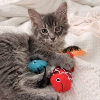 Cranberry 4 -  Domestic Short Hair Cat for Adoption in Austin, Texas - Cranberry 4 | PetCurious