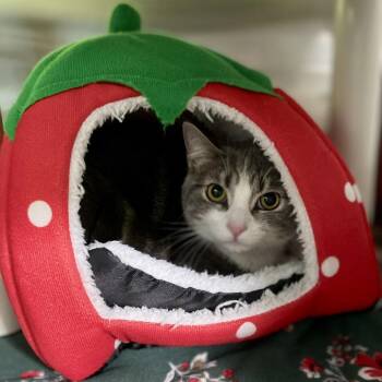Scout -  Domestic Short Hair Cat for Adoption in New Fairfield, Connecticut - Scout | PetCurious