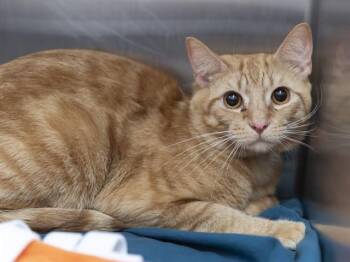Domestic Short Hair Cats Available for Adoption in Phoenix, Arizona - CHEDDAR | PetCurious