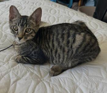 Mohammed Ali -  Domestic Short Hair Cat for Adoption in Lincoln, California - Mohammed Ali | PetCurious