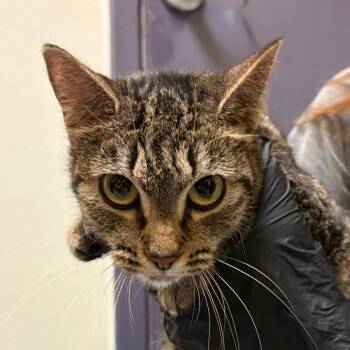 Starry -  Domestic Short Hair Cat for Adoption in Charlottesville, Virginia - Starry | PetCurious