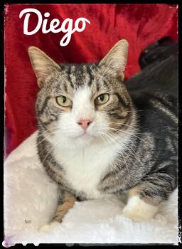 Domestic Short Hair Cats Available for Adoption - Diego | PetCurious