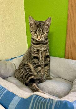 Diem -  Domestic Short Hair Cat for Adoption in Fargo, North Dakota - Diem | PetCurious