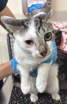Mr. Krabs -  Domestic Short Hair Cat for Adoption in Honolulu, Hawaii - Mr. Krabs | PetCurious