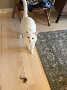 Siamese Cats Available for Adoption - Yeti | PetCurious