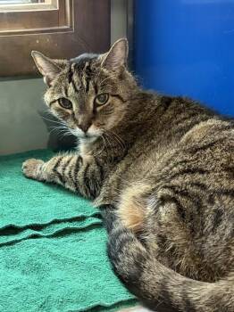 PRECIOUS -  Domestic Short Hair Cat for Adoption in Westminster, Maryland - PRECIOUS | PetCurious