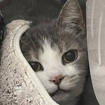 1083-C26 -  Domestic Short Hair Cat for Adoption in Port Charlotte, Florida - 1083-C26 | PetCurious