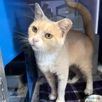 Rescue Domestic Short Hair Cats for Adoption in Los Angeles, California - Stoop Guy | PetCurious