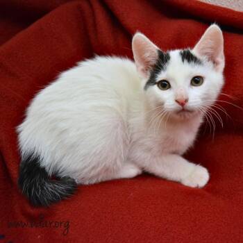 Alba -  Domestic Short Hair Cat for Adoption in Cheyenne, Wyoming - Alba | PetCurious