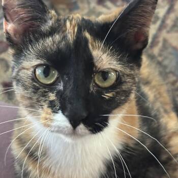 Katelyn -  Calico Cat for Adoption in New Blaine, Arkansas - Katelyn | PetCurious
