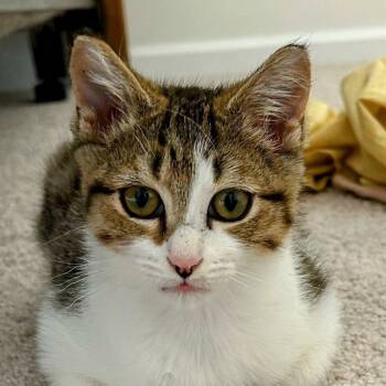 Rescue Domestic Short Hair Cats for Adoption in Cumming, Georgia - Blue | PetCurious