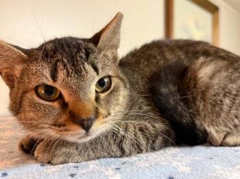 Rescue Domestic Short Hair Cats for Adoption in Cleveland, Ohio - Miley Cyrus | PetCurious