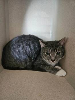 Precious -  Domestic Short Hair Cat for Adoption in Morgantown, Kentucky - Precious | PetCurious
