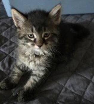 Precious -  Domestic Medium Hair Cat for Adoption in Phoenix, Arizona - Precious | PetCurious