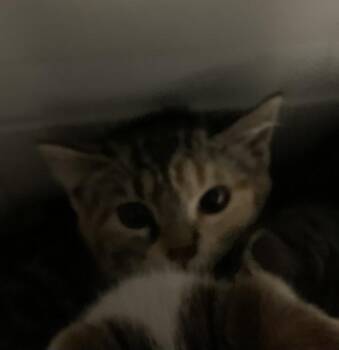 Princess Bubblegum -  Domestic Short Hair Cat for Adoption in Santa Rosa, California - Princess Bubblegum | PetCurious