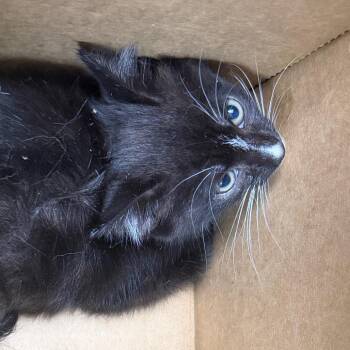 Windle -  Domestic Short Hair Cat Available for Adoption in Philadelphia, Pennsylvania - Windle | PetCurious