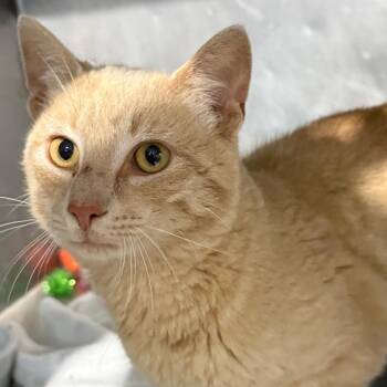 SISU -  Domestic Short Hair Cat for Adoption in Gresham, Wisconsin - SISU | PetCurious