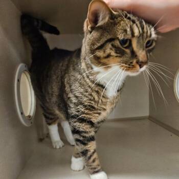 Tig -  Domestic Short Hair Cat for Adoption in Conway, New Hampshire - Tig | PetCurious