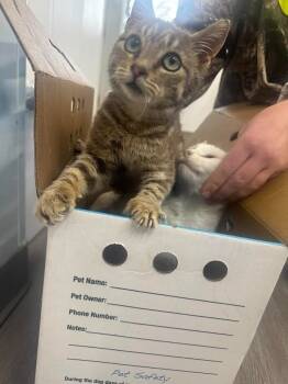 Rescue Domestic Short Hair Cats for Adoption in Glenfield, New York - Girard | PetCurious