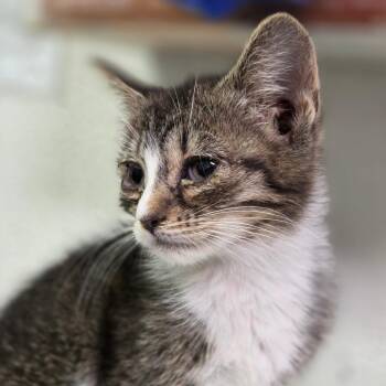 Domestic Short Hair Cats Available for Adoption in Charleston, West Virginia - Jackie Legs | PetCurious