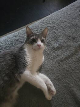 Orlando -  Domestic Short Hair Cat for Adoption in Glendale, Arizona - Orlando | PetCurious