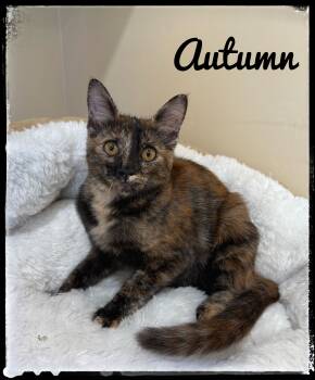 Rescue Domestic Short Hair Cats for Adoption in El Cajon, California - Autumn | PetCurious