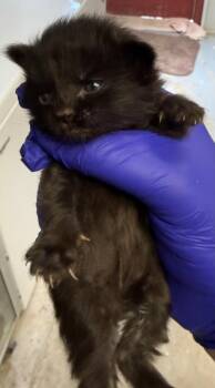 Chisel -  Domestic Short Hair Cat for Adoption in Greencastle, Indiana - Chisel | PetCurious