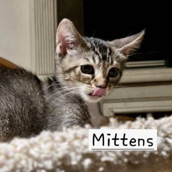 American Shorthair Cats Available for Adoption - Mittens | PetCurious