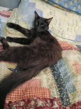 Domestic Medium Hair Cats Available for Adoption - Midnight | PetCurious