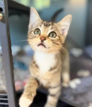 Couch -  Domestic Short Hair Cat for Adoption in Nashville, Tennessee - Couch | PetCurious