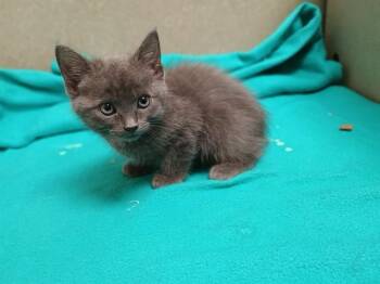 A553254 -  Domestic Short Hair Cat for Adoption in Moreno Valley, California - A553254 | PetCurious