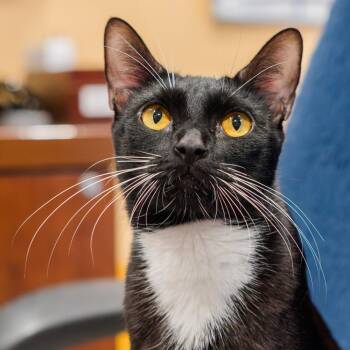 Domestic Short Hair Cats Available for Adoption in Port Washington, New York - Paloma | PetCurious