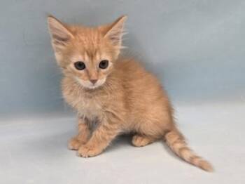 Yam -  Domestic Short Hair Cat for Adoption in Minneapolis, Minnesota - Yam | PetCurious