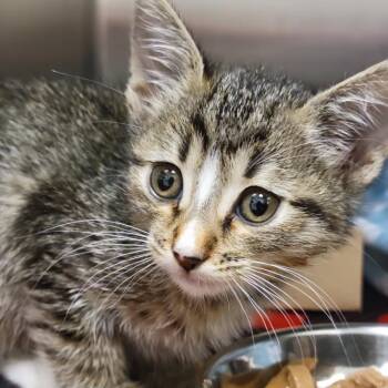 Domestic Short Hair Cats Available for Adoption in Edinburg, Texas - Ivy | PetCurious