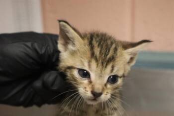 POSIE -  Domestic Short Hair Cat for Adoption in Columbia, South Carolina - POSIE | PetCurious