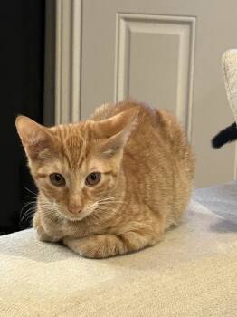 Rescue Domestic Short Hair and Tabby Cats for Adoption in Dallas, Texas - Adonis SR1 | PetCurious