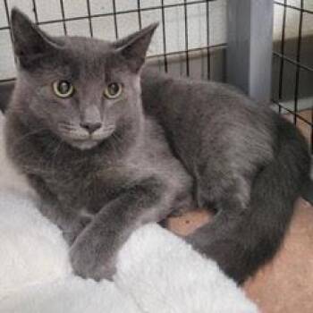 Red Bull -  Domestic Short Hair Cat for Adoption in Green Valley, Arizona - Red Bull | PetCurious