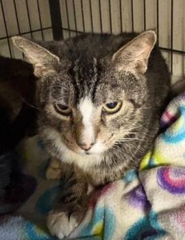 Rescue Tabby Cats for Adoption - Spike | PetCurious