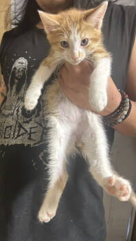 Rescue Domestic Short Hair and American Shorthair Cats for Adoption in Napa, California - Kumquat Napa | PetCurious