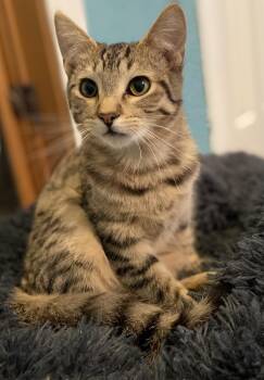 Rescue Tabby Cats for Adoption in Hatley, Wisconsin - Raven | PetCurious