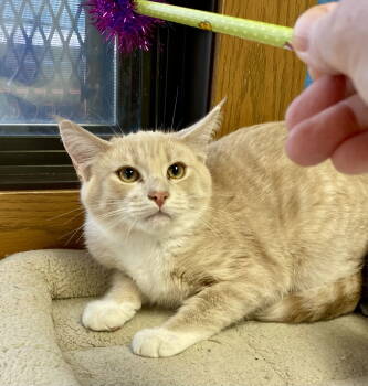 Rescue Domestic Short Hair Cats for Adoption in Fargo, North Dakota - Acorn | PetCurious