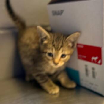 Domestic Short Hair Cats Available for Adoption in Tuscaloosa, Alabama - TUSC-Stray-84514_2 | PetCurious