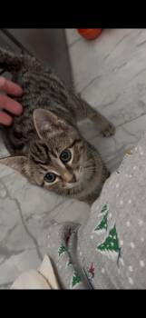 Tabby Cats Available for Adoption - Rosie | PetCurious