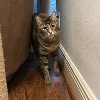 Rescue Domestic Short Hair Cats for Adoption in Houston, Texas - Pickles | PetCurious