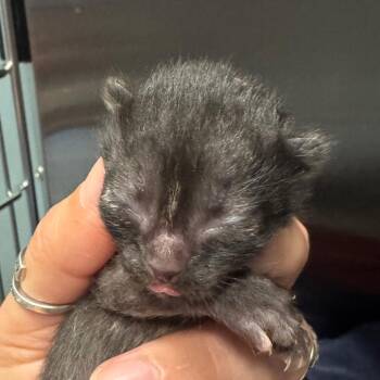 Autumn Pumpkin -  Domestic Short Hair Cat for Adoption in Greensboro, North Carolina - Autumn Pumpkin | PetCurious